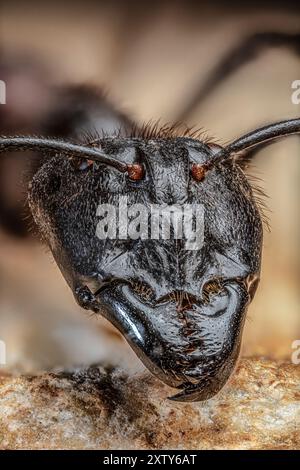 Riesenforstanze Kopf 2.5x, Camponotus gigas Stockfoto