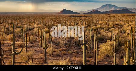 Saguaro Cactus, Ironwood Forest National Monument, AZ Stockfoto