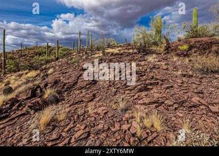 Witterung von Rhyolite, Ironwood Forest National Monument, Marana, Arizona Stockfoto