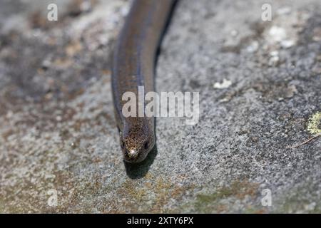 Nahaufnahme eines langsamen Worms auf einem Felsen, Weardale County Durham, England, Großbritannien. Stockfoto