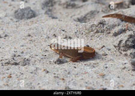 Juvenile Palmete Newt in der Nähe von Hamsterley Forest, County Durham, Vereinigtes Königreich. Stockfoto