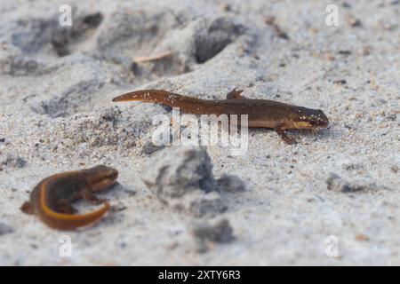 Juvenile Palmete Newts in der Nähe von Hamsterley Forest, County Durham, Vereinigtes Königreich. Stockfoto