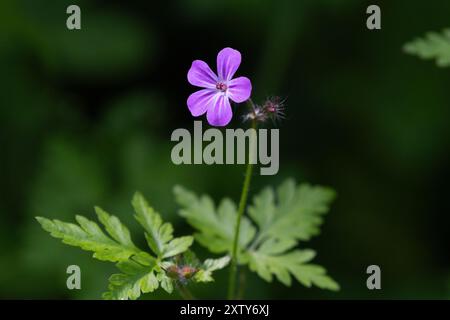 Einzelbild eines Herb Robert Flower. County Durham. England, Großbritannien. Stockfoto