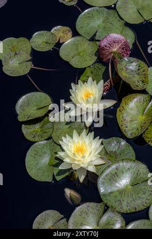 Weißwasserlilie, Nymphaea Stockfoto