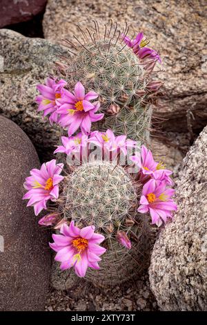 Mammillaria grahamii - Southern Arizona die Gattung Mammillaria ist eine der größten Kaktusfamilien (Cactaceae), mit derzeit 200 bekannten Arten Stockfoto