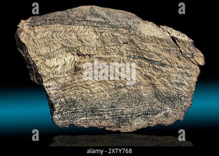 Orthogneiss, Bisti Badlands, New Mexico Ein Gneis mit Mineralogie und Textur, die auf die Ableitung eines phanteritischen magmatischen Gesteinsprotokollithen hindeuten. Stockfoto