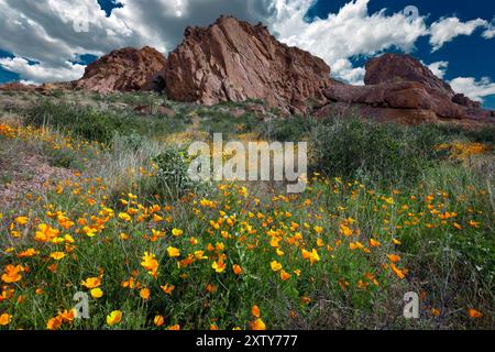 Mexikanischer Mohn, Eschscholzia californica, Organ Pipe Cactus National Monument, Arizona Stockfoto