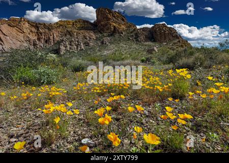 Mexikanischer Mohn, Eschscholzia californica, Organ Pipe Cactus National Monument, Arizona Stockfoto