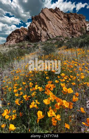 Mexikanischer Mohn, Eschscholzia californica, Organ Pipe Cactus National Monument, Arizona Stockfoto