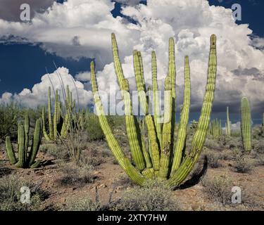 Orgel Pipe Cactus, Orgel Pipe National Monument, Arizona Stockfoto