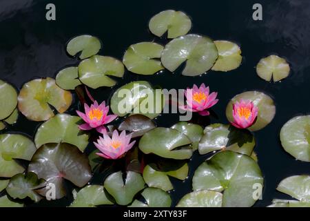 Pink Nymphaea, Nymphaea, Hardy Water Lily Pink Nymphaea Water Lily Stockfoto