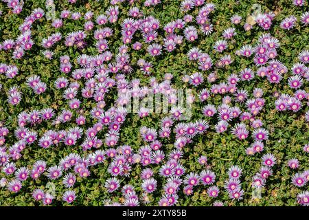 Blühende Sukkulent Drosantheme floribundum, PurpleTeppich, auch Steinpflanzen & Eispflanzen - Delosperma sp. Stockfoto