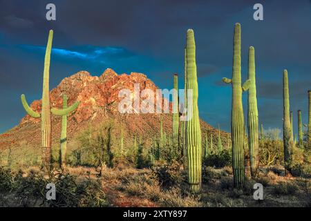 Saguaro Cactus, Ragged Top Mountain, Ironwood Forest National Monument, AZ Stockfoto