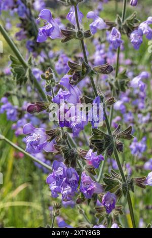 Salvia ringens, rumänischer Salbei; Mt. Olympus Sage Stockfoto