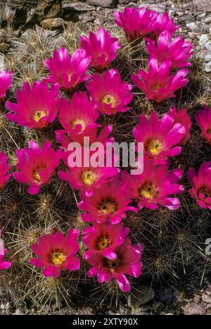 Erdbeeren-Igel-Kakteen, Echinocereus engelmannii, Big Bend National Park, Texas Stockfoto