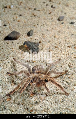 Chilenische Rosehaar-Tarantula, Grammostola-Gala Stockfoto