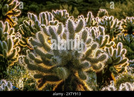 Teddybär Cholla Cactus, Opuntia bigelovii, AZ Stockfoto