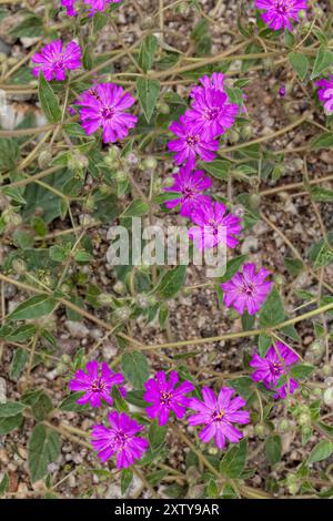 Nachfolgende Windmühlen, Allionia incarnata Stockfoto