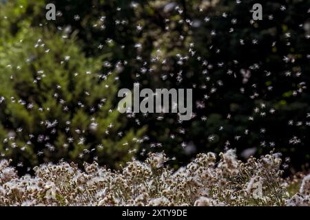 Wind-Samenausbreitung der Distel Stockfoto