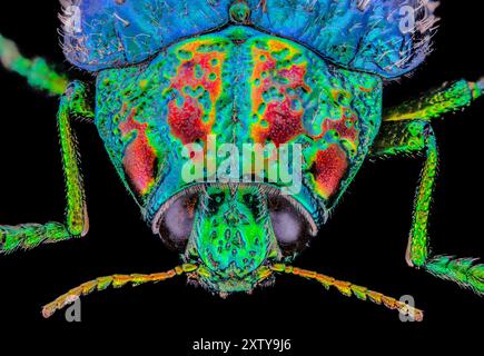 Holzbohrkäfer - Polybothris sumptuosa gemma, Madagaskar Stockfoto