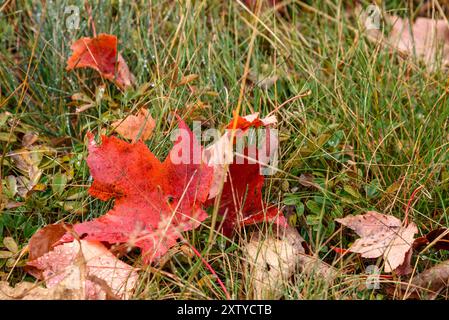 Nahaufnahme von gefallenen Ahornblättern auf einem Gras an einem regnerischen Herbsttag. Selektiver Fokus. Stockfoto