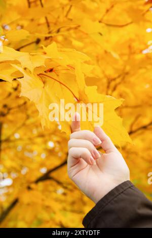 Nahaufnahme einer Hand, die sanft hellgelbe Ahornblätter auf einem Baumzweig hält, ästhetischer Herbsthintergrund Stockfoto