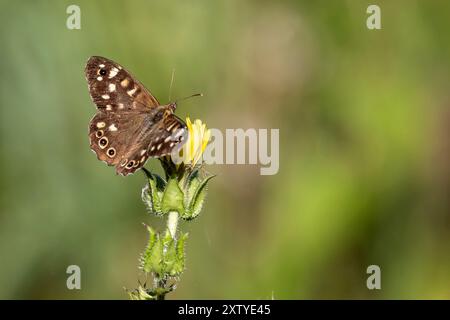 Nahaufnahme eines Schmetterlings aus gesprenktem Holz auf gelbem Blumenkopf mit weichem grünem Bokeh Stockfoto