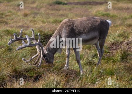 Großbritanniens einzige freilaufende Rentierherde, die im Cairngorms National Park in Schottland zu sehen ist. Stockfoto