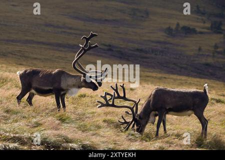 Großbritanniens einzige freilaufende Rentierherde, die im Cairngorms National Park in Schottland zu sehen ist. Stockfoto