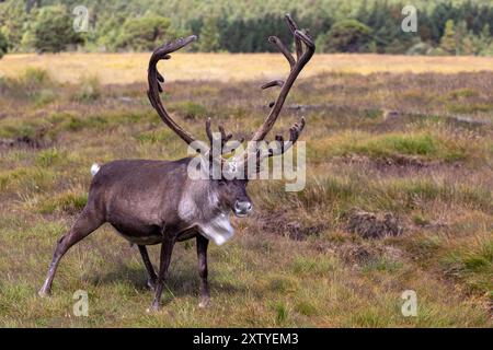 Großbritanniens einzige freilaufende Rentierherde, die im Cairngorms National Park in Schottland zu sehen ist. Stockfoto