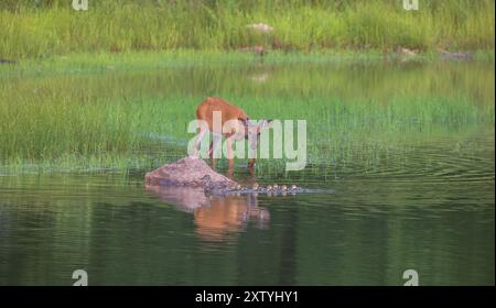 Jährling Bock, Stockenten und eine bemalte Schildkröte an einem Juliabend im Norden von Wisconsin. Stockfoto