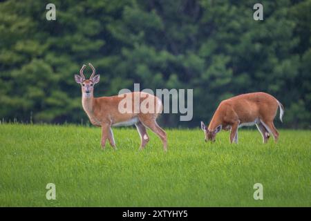 Weißschwanzbock und -Hirsch während eines Regenschauers im August im Norden von Wisconsin. Stockfoto