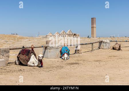 Kamel an heißen Tagen und Harran Häuser im Harran Dorf im Hintergrund, Sanliurfa, Türkei. Stockfoto