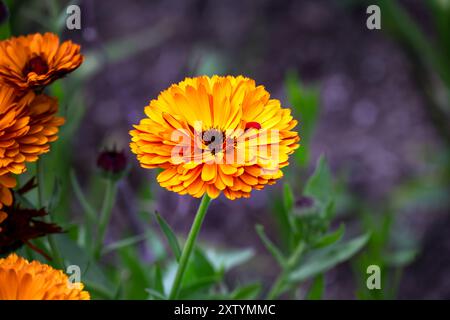 Calendula officinalis oder Pot Ringelblume schöne Orangenblume im Sommer, Nahaufnahme Stockfoto