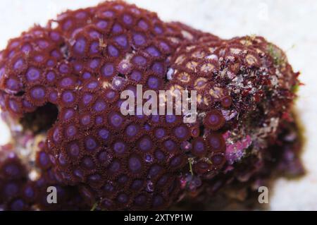 Purple Bullseye und Goldene Zoanthiden, Zoanthus spp Stockfoto