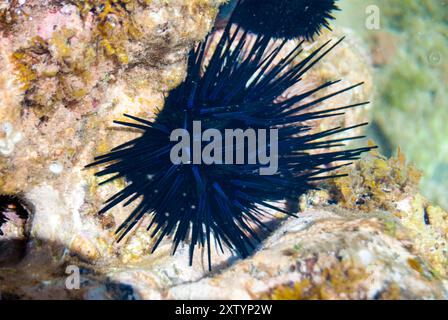 Blue Black Spiney Urchin in Maui Hawaii Tidepool Stockfoto