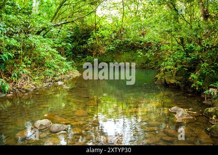 Entspannender, sanfter Stream durch den Regenwald auf Maui, Hawaii Stockfoto