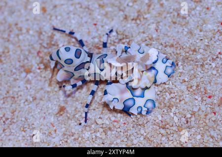 Blue Harlequin Shrimp - Hymenocera elegans Stockfoto