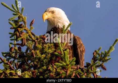 Ein erwachsener Weißkopfseeadler auf einer Kiefer am Little Salmon Lake im Yukon, Kanada. Stockfoto