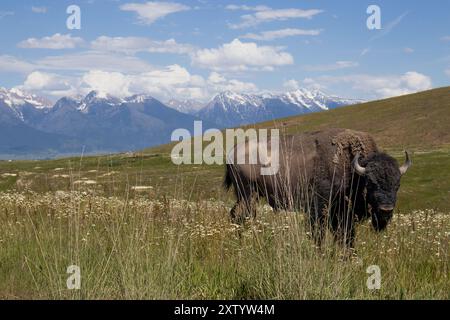 Bison auf der CSKT Bison Range in Montana Stockfoto