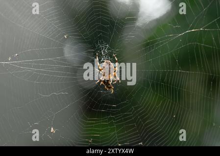 Erwachsene weibliche Araneus diadematus-Spinne, die sich von einer Wespe ernährt, die in einem Netz in einem Garten in Quebec, Kanada gefangen wurde Stockfoto
