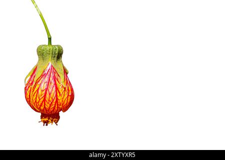 Latern Chinesische Blume isoliert auf weißem Hintergrund. Abutilon Chinesische Laterne oder blühender Ahorn. Stockfoto