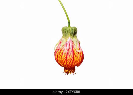 Latern Chinesische Blume isoliert auf weißem Hintergrund. Abutilon Chinesische Laterne oder blühender Ahorn. Stockfoto