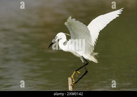 Kleiner Reiher (Egretta garzetta). Dieser kleine weiße Reiher ist in wärmeren Teilen Europas, Asiens, Afrikas und Australiens beheimatet. Er isst Krebstiere, Fische und Insekten, die er im Flachwasser fängt. Fotografiert in Israel im Mai. Stockfoto
