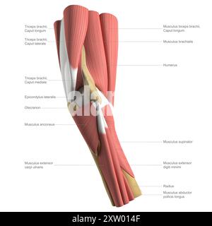 Beschriftete Abbildung der Anatomie des menschlichen Ellenbogens, zeigt die tiefen und mittleren Muskelstrukturen, laterale Ansicht (Seite, die am weitesten vom Körper entfernt ist). Stockfoto