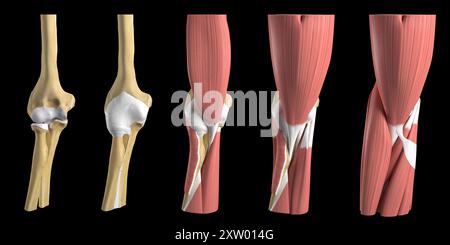 Darstellung der verschiedenen anatomischen Schichten des menschlichen Ellenbogens von vorne (Vorderansicht). Stockfoto