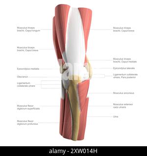 Beschriftete Abbildung der Anatomie des menschlichen Ellenbogens, die die tiefen und mittleren Muskelstrukturen zeigt, von hinten gesehen (Ansicht nach hinten). Stockfoto