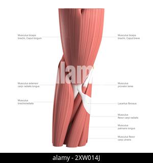 Beschriftete Abbildung der Anatomie des menschlichen Ellenbogens von vorne (Vorderansicht). Stockfoto