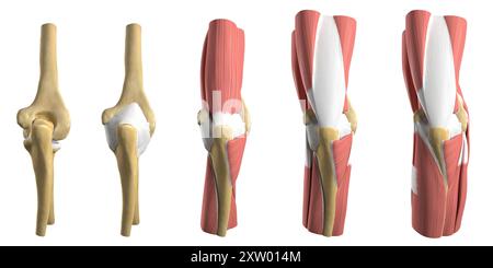 Darstellung der verschiedenen anatomischen Schichten des menschlichen Ellenbogens von hinten betrachtet (Hinteransicht). Stockfoto