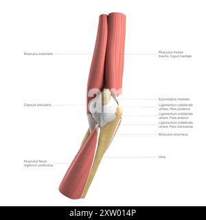 Beschriftete Abbildung des tiefen Muskels des menschlichen Ellenbogens, mediale Ansicht (Seite, die dem Körper am nächsten ist). Stockfoto
